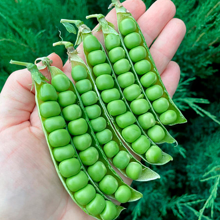 Фото Горох Сладкий жемчуг