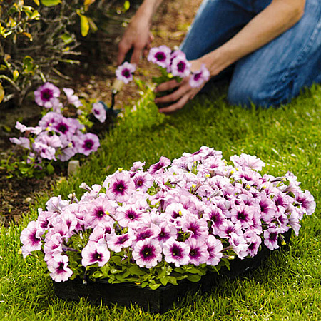 Фото Петуния Мираж Сливовый Кристалл