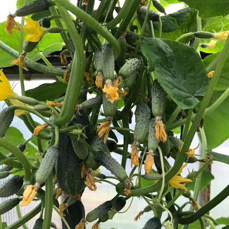 Фото Огурец Колибри