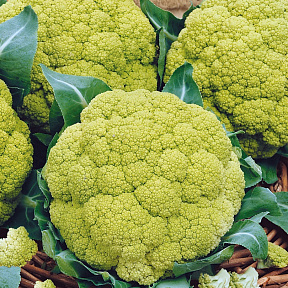 Капуста цветная Витаверде F1 12шт