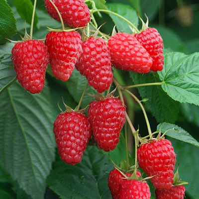 Малина летняя Туламин