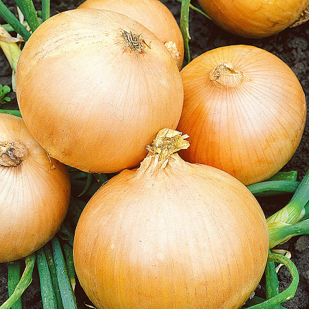 Фото Лук репчатый Эвейшн F1 0,8гр