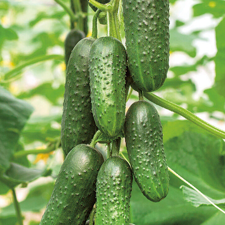 Фото Огурец Леннон