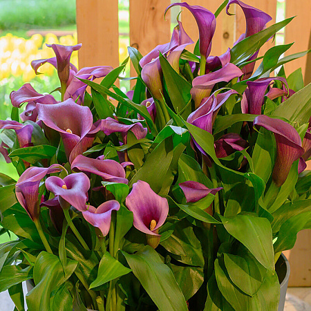 Фото Калла Пако