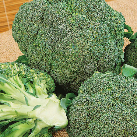 Фото Капуста брокколи Ларссон 12шт