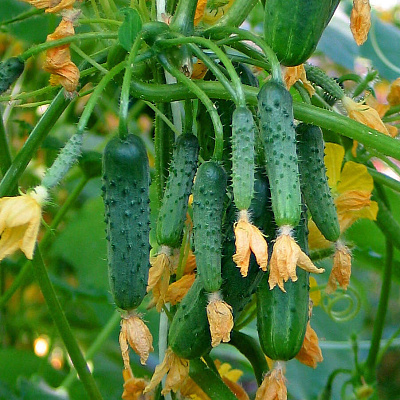 Огурец Колибри
