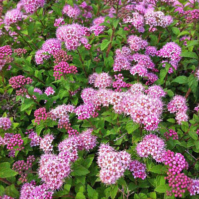 Спирея японская Нана