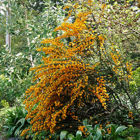 Фото Барбарис Дарвина