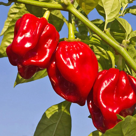 Фото Перец острый Хабанеро красный