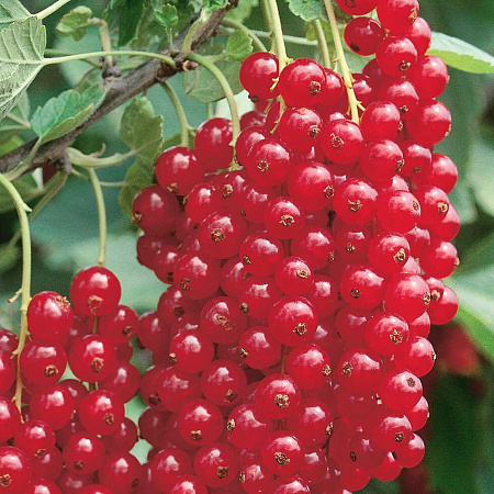 Фото Смородина Ненаглядная