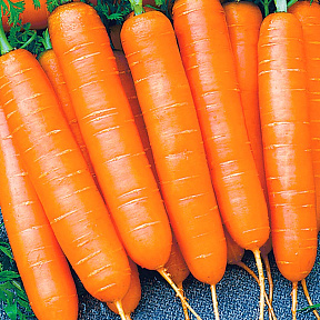 Морковь Ярославна F1