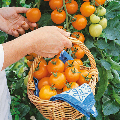 Помидор черри Оранжевый коктейль F1