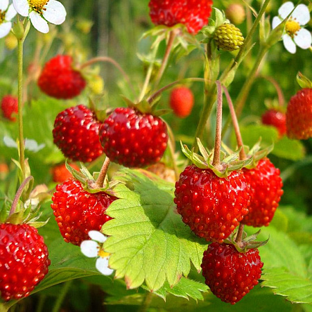 Фото Земляника мускатная