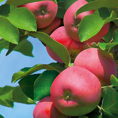 Яблоня колонновидная Аркаим