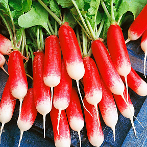 Редис Слава