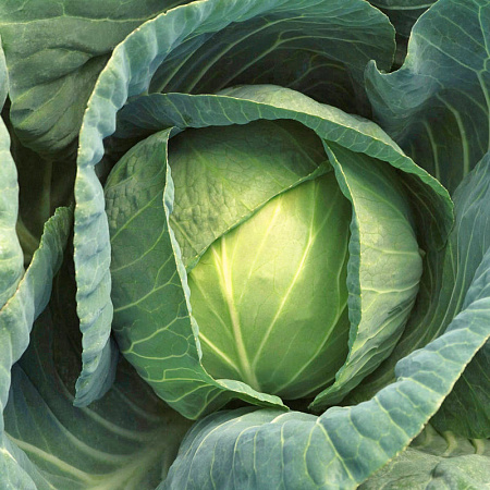 Фото Капуста белокочанная Суприм вантаж F1