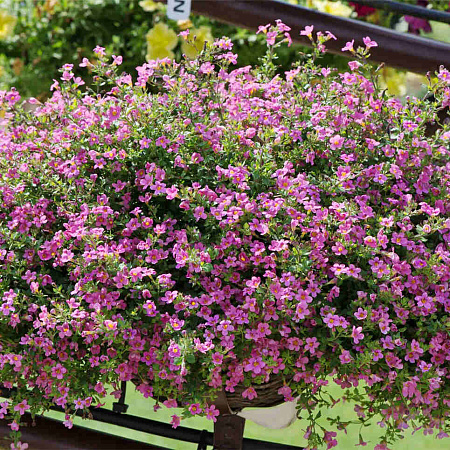 Фото Бакопа Розовый топаз