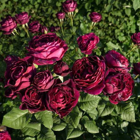 Фото Роза шрабовая Графиня Астрид фон Харденберг