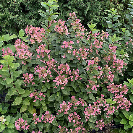 Фото Гортензия метельчатая Дартс Литтл Дот