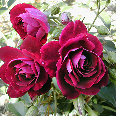 Роза флорибунда Бургунди Айс