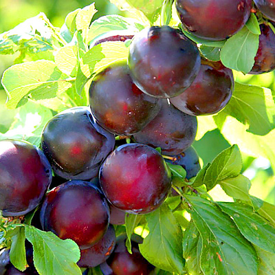 Алыча Глобус