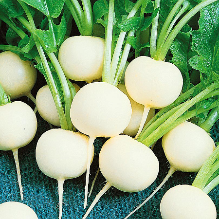 Фото Дайкон Саша