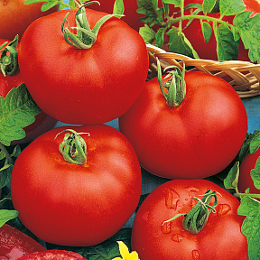 Помидор Нада F1