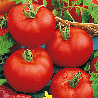 Помидор Нада F1