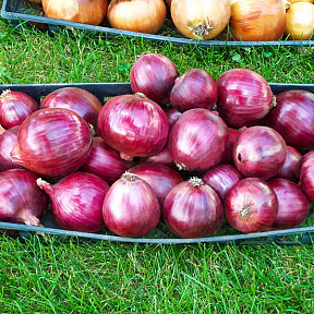 Лук репчатый Красная горка F1