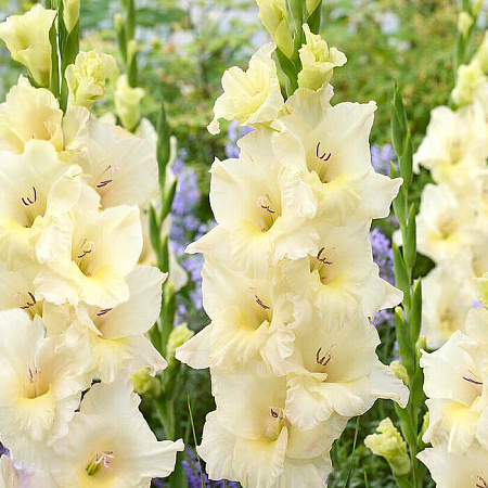 Фото Гладиолус Айвори Присцилла