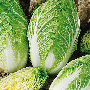 Капуста пекинская Табалуга F1 16шт