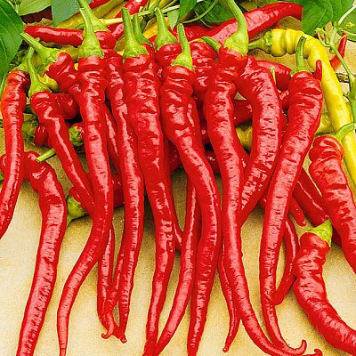 Перец сладкий Артист F1