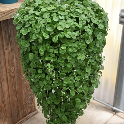 Дихондра Изумруд