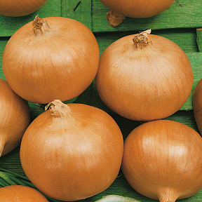 Лук репчатый Шерман