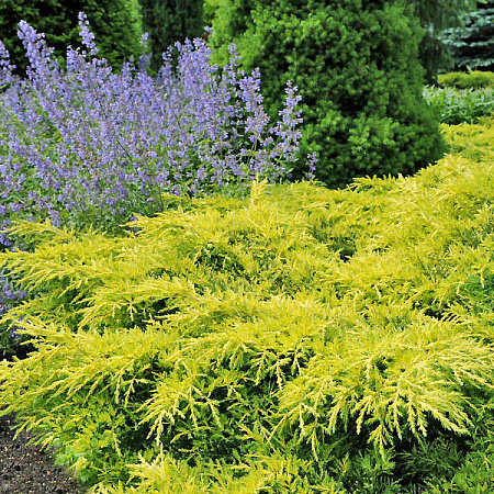 Фото Можжевельник средний Голд Стар