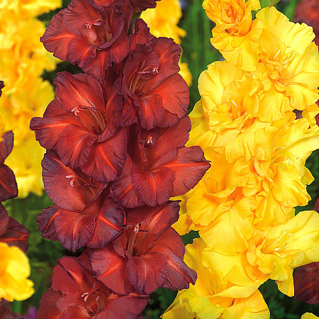 Фото Гладиолус набор Лимон в шоколаде