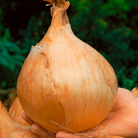 Фото Лук репчатый Глобо