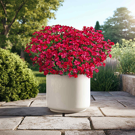 Фото Гвоздика Мерси Флери