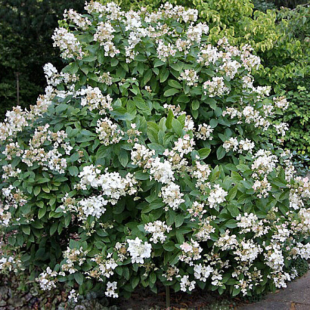 Фото Гортензия метельчатая Дартс Литтл Дот