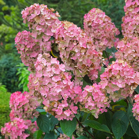 Фото Гортензия метельчатая Пинк Даймонд