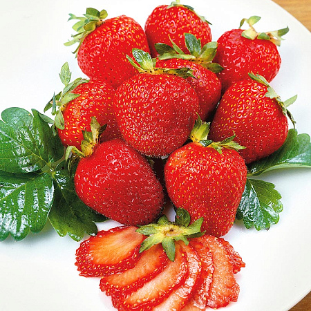 Фото Земляника садовая Медовая