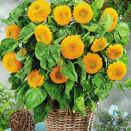 Фото Подсолнух декоративный Медвежонок Тедди