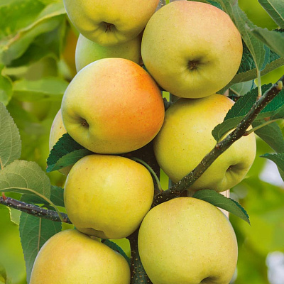 Яблоня Диалог