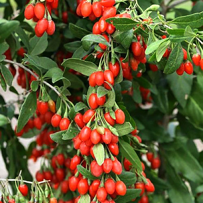 Дереза Литтл Годжи