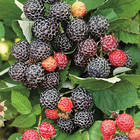 Фото Малина летняя черноплодная Кумберленд