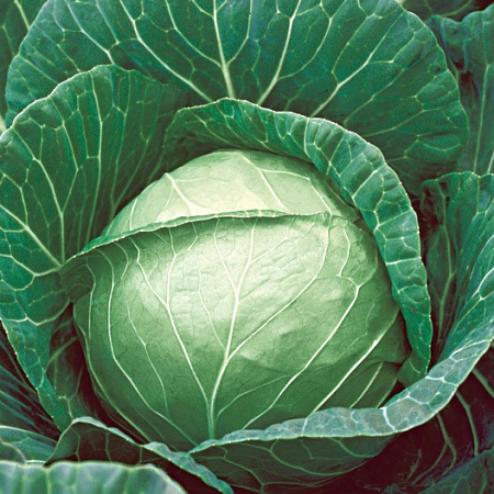 Фото Капуста белокочанная Пруктор F1