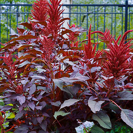 Фото Амарант метельчатый Красный шпиль