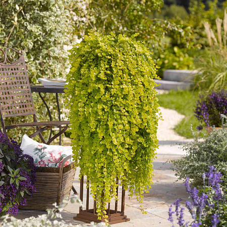 Фото Вербейник (лизимахия) монетчатый Голдилокс