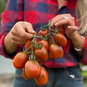 Помидор Де Барао чёрный