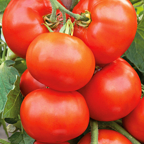 Помидор Стан 5000